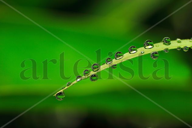 Guttis Vitae V