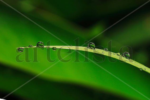 Guttis Vitae VI