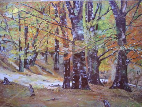Bosque de Montejo