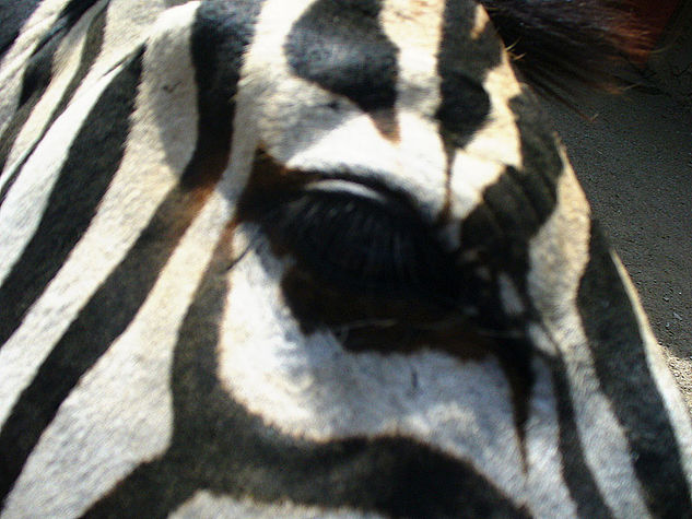 Zebras Eye Naturaleza Color (Digital)