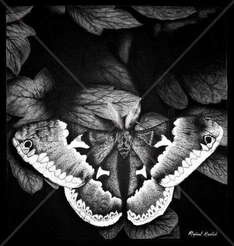 Mariposa nocturna