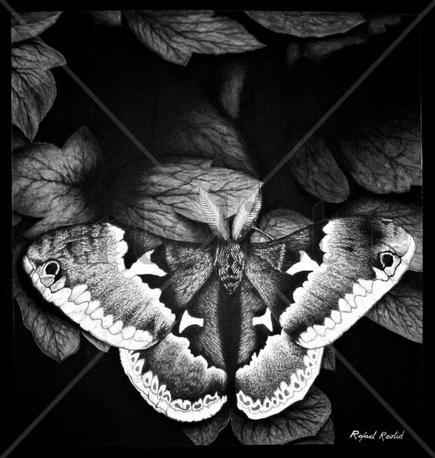 Mariposa nocturna