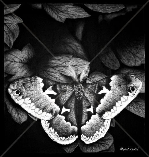 Mariposa nocturna Acuarela Papel Animales