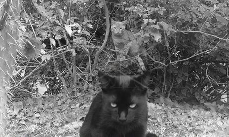 Oscuridad Felina