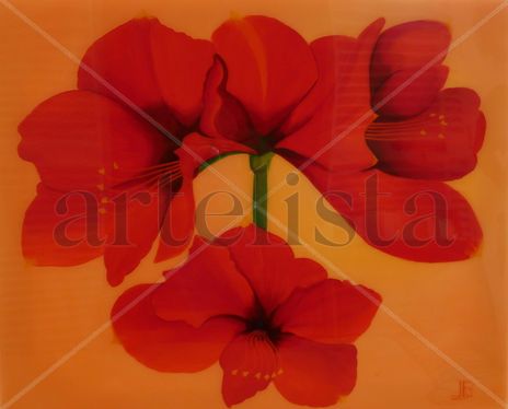 Amaryllis