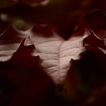 Naturaleza thumbnail 2