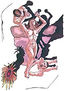 ilustracion