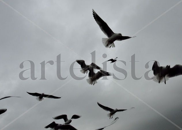 El vuelo de las gaviotas