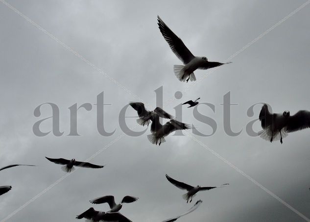 El vuelo de las gaviotas Naturaleza Color (Digital)