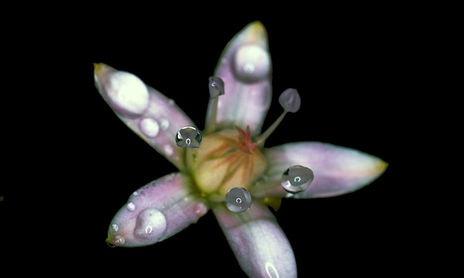 Macro