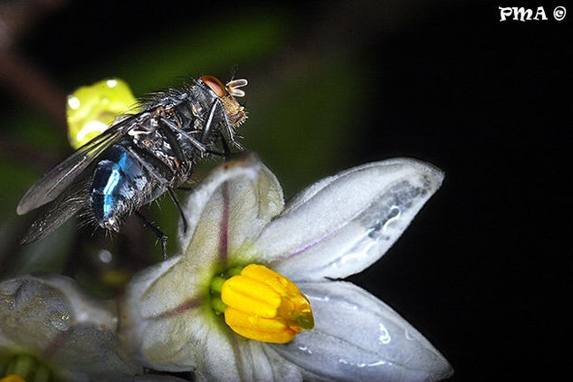 Mosca en flor Nature Color (Digital)