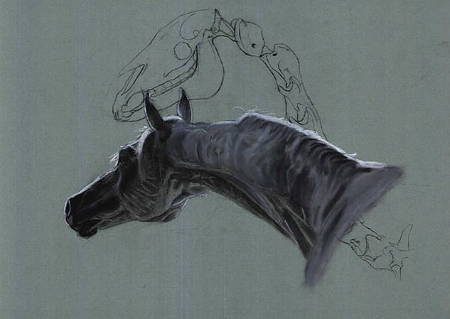 Anatomia del caballo Mixed Media