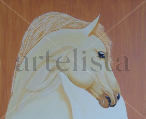 Camargue Timide