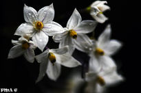 Flores Blancas