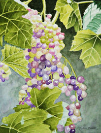 Uvas