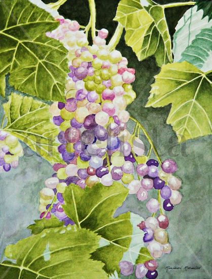 uvas Watercolour Paper Still Life Paintings