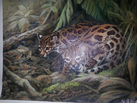 Leopardos