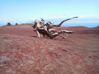 Arbol caido