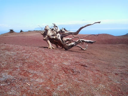 Arbol caido