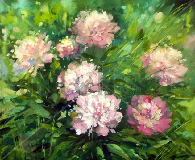 Bush peonies in the garden