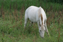 Caballo Blanco