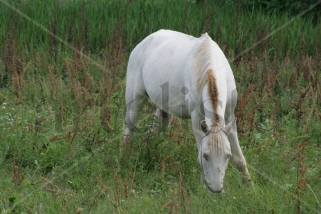 Caballo Blanco