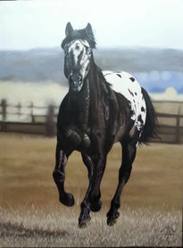 Appaloosa