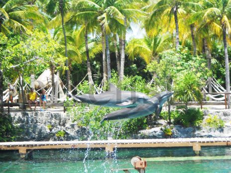 Dolphin