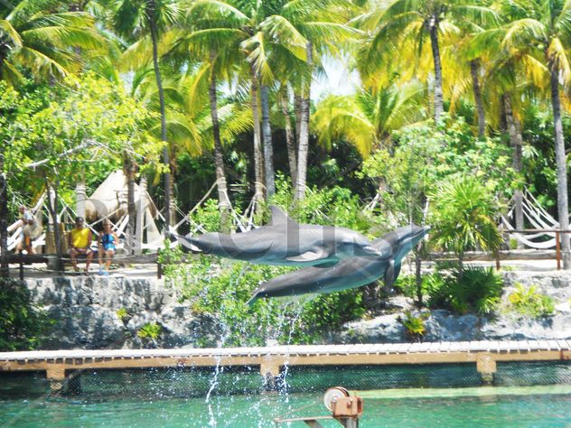 dolphin