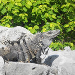 ANIMALS thumbnail 2