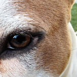 ANIMALS thumbnail 1