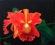 Cattleya "Cinnamon" Orchids