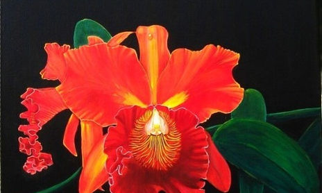 SERIE ORQUIDEAS