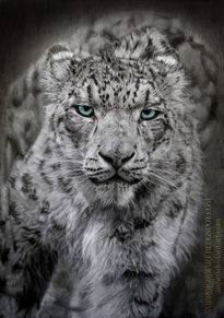 Snow Leopard dibujo...