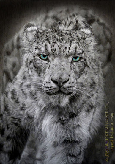 Snow Leopard dibujo por AmBrO Graphite