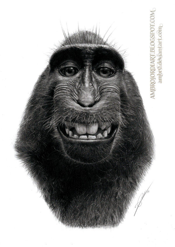 Macaque Selfie dibujo por AmBrO