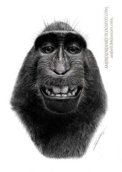 Macaque Selfie dibujo por AmBrO Graphite