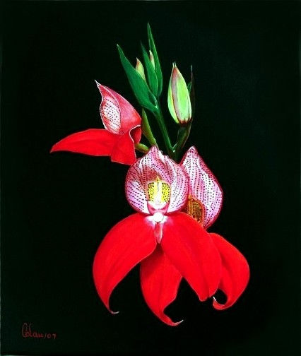 "Disa Uniflora" Orchids Acrylic Canvas Floral Painting