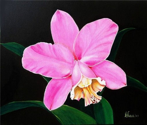 Cattleya "Loddigesii" Orchid Acrylic Canvas Floral Painting