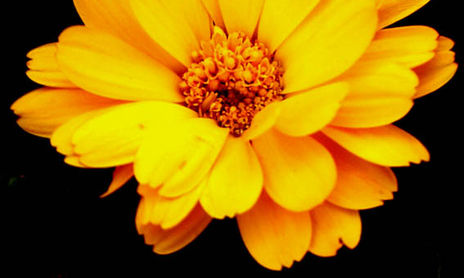 Flores