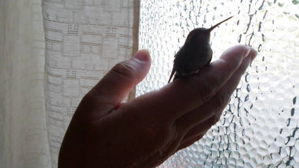Un picaflor en mi casa