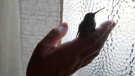 Un picaflor en mi casa