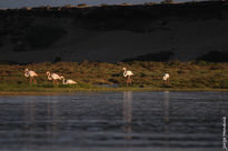 Flamencos de Naila