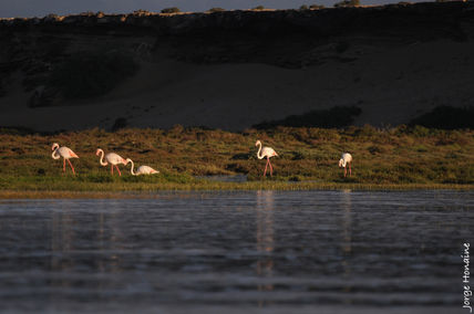 Flamencos de Naila