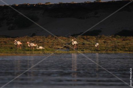 Flamencos de Naila