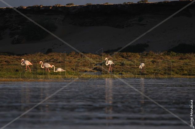 Flamencos de Naila Nature Color (Digital)