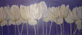 tulipas