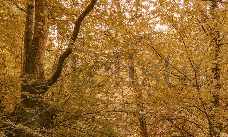 Otoño