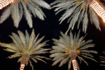 Palms with Personality