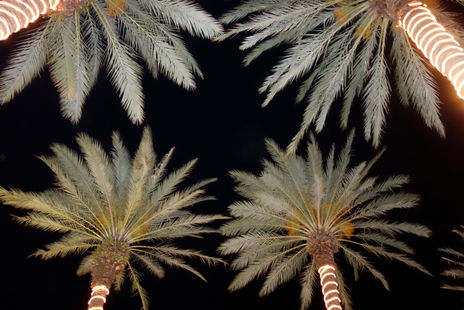 Palms with Personality